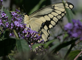 Giant Swallowtail